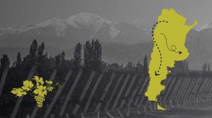 Argentina's exceptional combination of altitude, climate, and soil creates a unique and diverse habitat for viticulture, producing wines that tell the story of their extraordinary origin.